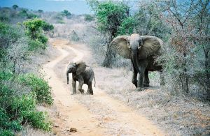 Mother and baby elephant in Tsavo