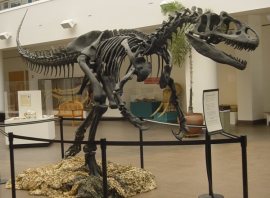 Allosaurus at the San Diego Natural History Museum