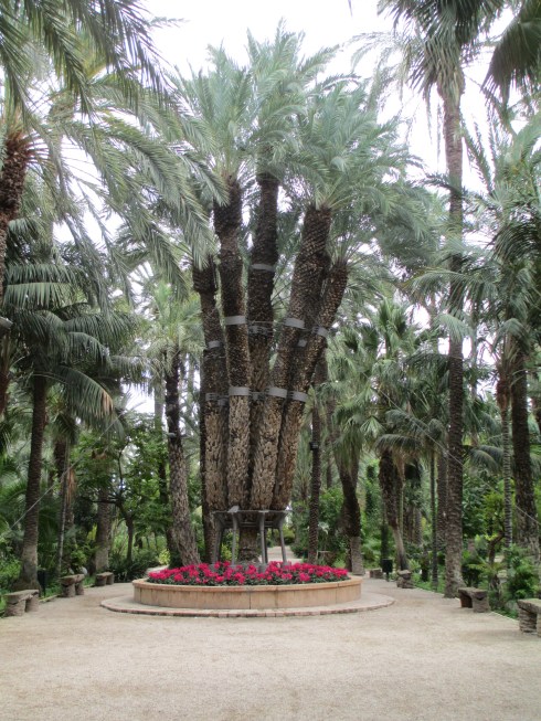 Seven branch Imperial Palm