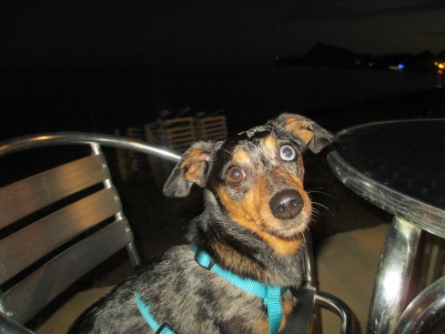 Pepper at beachside concert in Altea